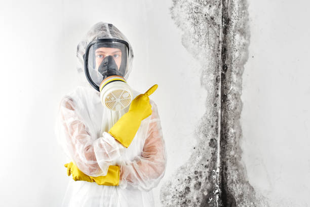 Trusted Century, FL Mold Removal & Remediation Experts